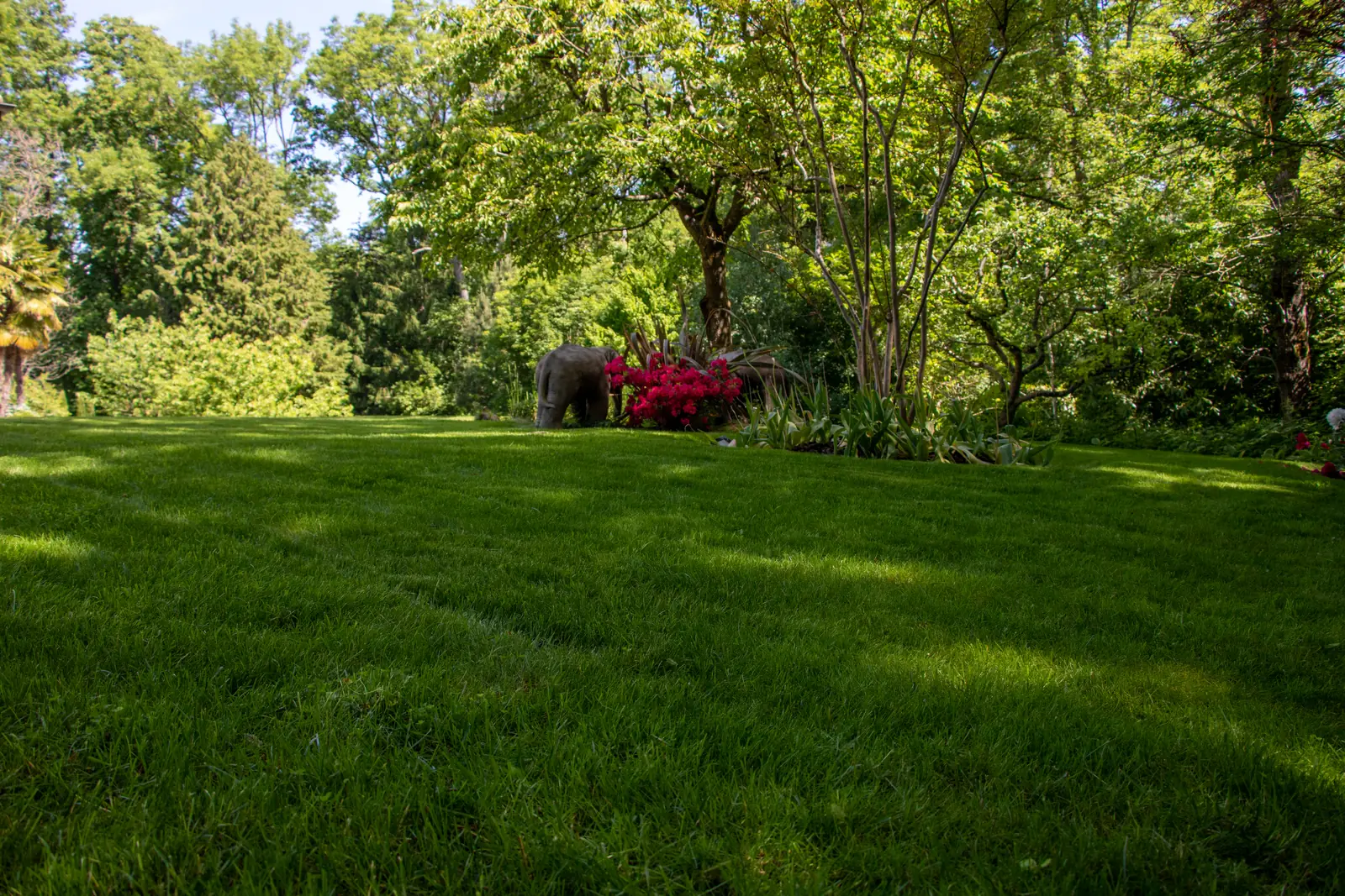 Un jardin entretenu par Olea Botanica : pelouse, grands arbres et massif fleuri (projet Asia)